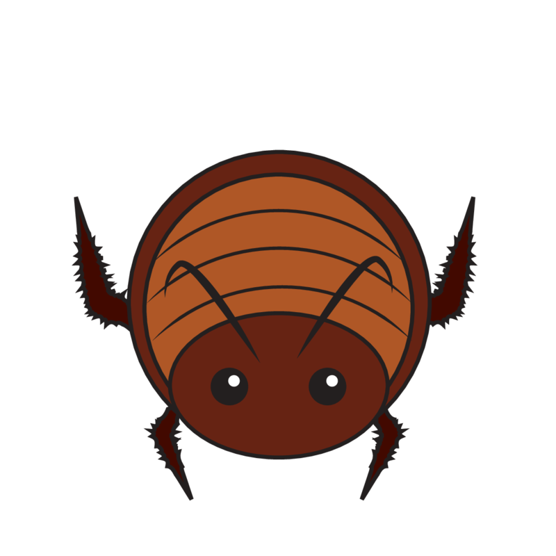 animaru Cockroach